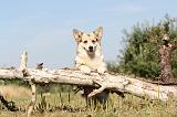 CORGI PEMBROKE 159